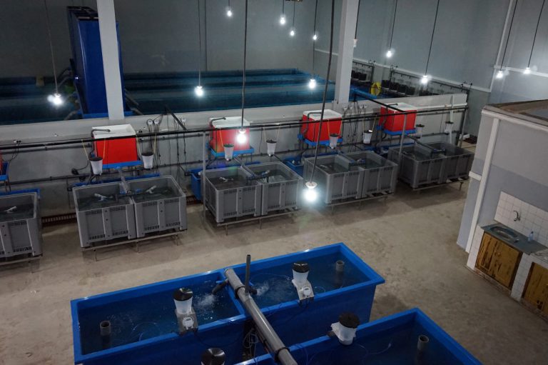 Turn key tilapia hatchery in Mali