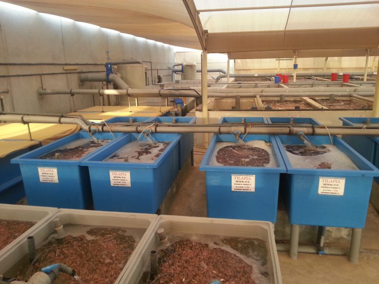 Turn key Tilapia hatchery in Dubai